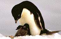 Adelie penguin & chick